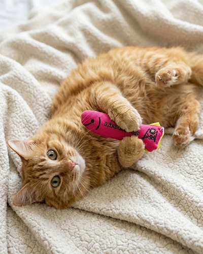 Chat roux se relaxant avec un jouet King Catnip à l’herbe à chat, stimulant l’instinct de jeu et la détente.